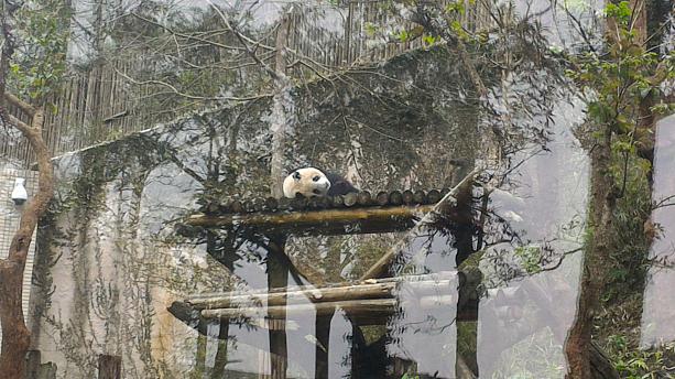 子連れで台北へ遊びにきたお友達家族と久しぶりに台北動物園へ行ってきました！<br>園内へ入ると早速パンダくんのダラ～んとした姿を発見！