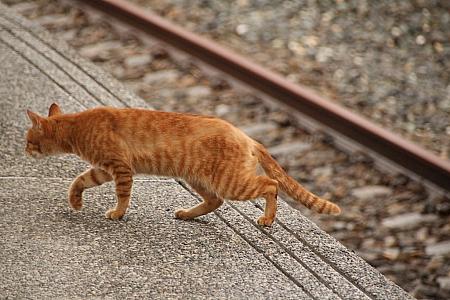 ホームを歩く猫。のんびりムードの十分駅