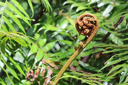 これは台湾でよく見られる筆筒樹。ぐるぐる渦巻いていておもしろい形～。