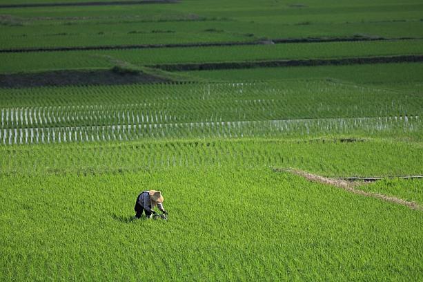 素朴な田園風景に癒されること間違いなし。あぜ道を散歩して、関山の風景を体感してください。一部の観光農園では米作り体験ができますよ。台湾産のお米をお土産にしてはいかがでしょう？