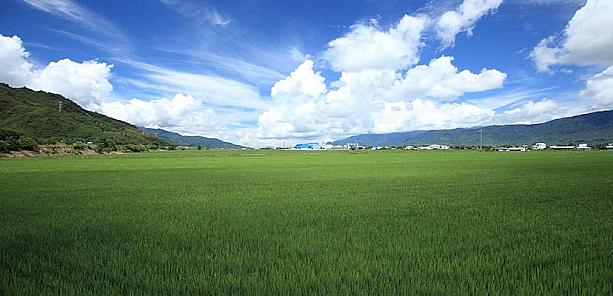 【稲田】関山の風景といえば、勿論稲田。どの季節に来ても、その時々の美しさが見渡せます。春は若々しい新緑、夏には力強さすら感じさせる緑、秋には黄金色の稲。そして、冬には花畑となって訪れる人を魅了します。