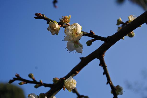 寒空に可憐に咲く梅の花たち…。今月末頃まで見ることができるそうです。