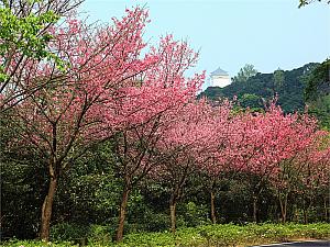 桜の季節には「ピンク×グリーン」の景色を見せてくれる「三芝」