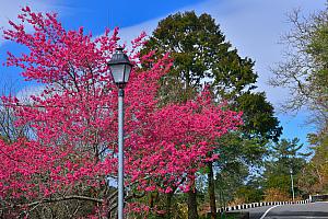 青空の新緑の森にピンクの彩を添える桜<br>画像提供：交通部観光局阿里山国家風景区管理処