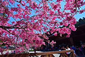 様々な品種の桜が咲き誇る春の阿里山