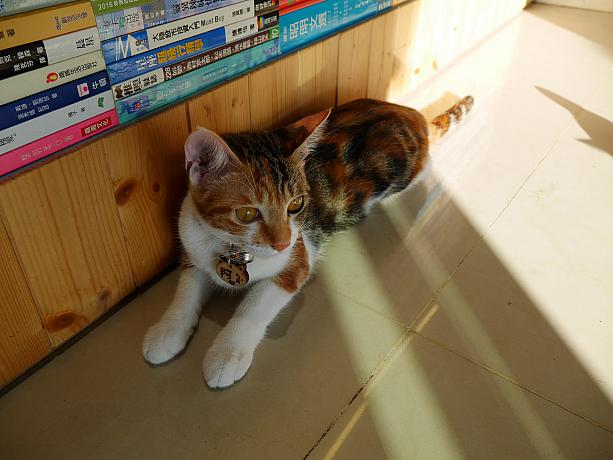 店頭には2匹のキュートな猫が。迷い猫を保護してこのお店で飼っています。猫カフェ要素もありです