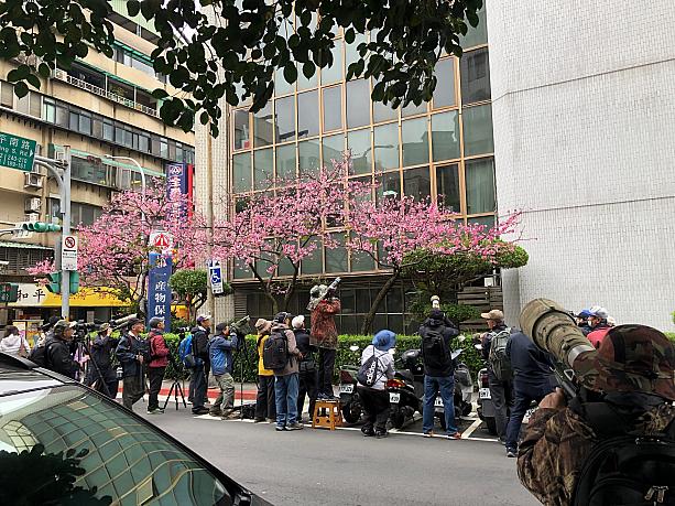 なんと桜がほぼ満開になっていて、大勢のアマチュアカメラマンが写真撮影に興じていました！
