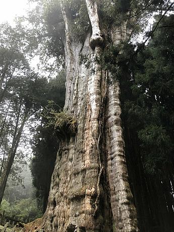 水山巨木