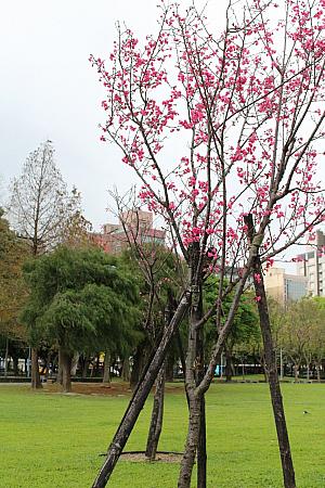 林森公園の桜が雪希さんのやわらかい幸せオーラにマッチしていました…