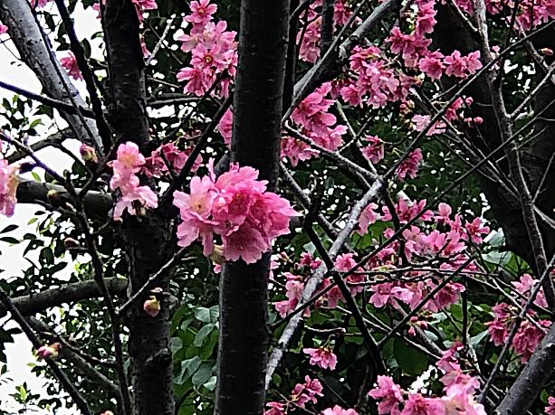高いところに花が咲いていたのでナビのカメラでは上手に撮影できなかったのですが、ヒカンザクラが咲いていました。濃いピンクが美しいですね。