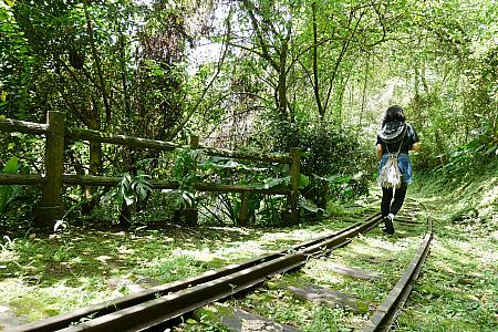 森林鉄道の廃線跡を歩けます。緑に囲まれ爽やかな気分で散策できますよ