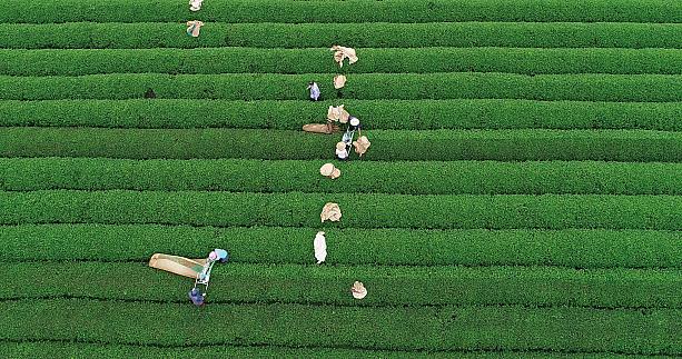 桃園市龍潭區にある「乳姑山」は、標高390メートルのお茶の産地。茶葉を噛んだウンカが分泌する蜜によって独特の香りが出る東方美人茶は台湾茶の中でも特に世界的な人気があります。ぜひ本場の味を確かめにきてください。