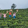 茶農家が直々に教えてくれる茶農家体験や……
