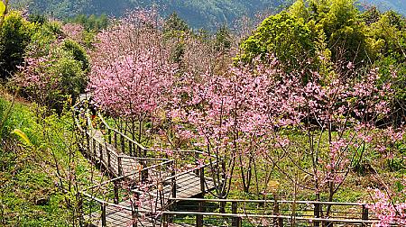 阿里山の春はピンク色に染まる……うっとり♡