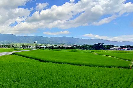 雄大な田園が広がり、台湾屈指の米どころとして知られています。