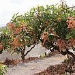 このエリアはもともとマンゴーの名産地ですが、「品利農場」では約10年前からナツメに転作したそうです。ナビが訪れたときは、ちょうどマンゴーの開花時期だったようで、農場周辺のマンゴーの木も赤い花をたくさんつけていました！(今年のマンゴーは豊作かも～♡）