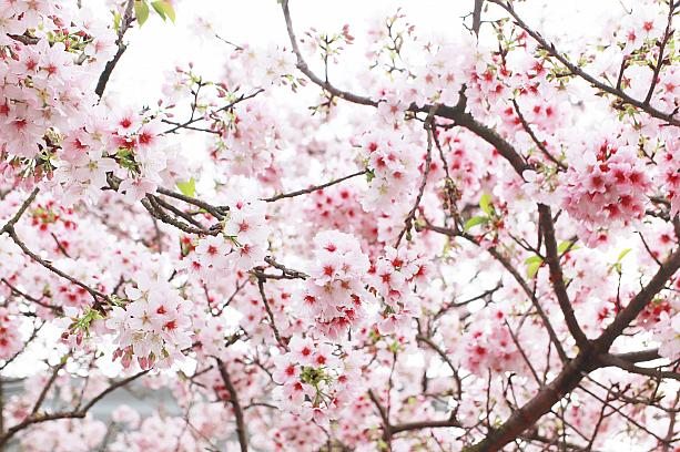 ……で、残念ながらナビが訪れた3月は時すでに遅し。三色桜は葉桜に。けれど、もう1つの吉野桜はきれいに咲き誇っていましたよ！こちらは3月半ば～4月が見ごろ。今年はちょっぴり早い開花で、すでに7割ほど花開いています(3月17日現在)。