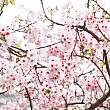 ……で、残念ながらナビが訪れた3月は時すでに遅し。三色桜は葉桜に。けれど、もう1つの吉野桜はきれいに咲き誇っていましたよ！こちらは3月半ば～4月が見ごろ。今年はちょっぴり早い開花で、すでに7割ほど花開いています(3月17日現在)。