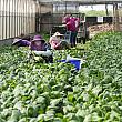 温室の中をのぞくと…ちょうど小松菜などの収穫作業をしていました！完全無農薬のお野菜なので、スタッフの女性たちも安心して作業ができるそうです。ここの野菜は、台南市の学校給食や、台湾南部にあるサイエンスパーク(半導体などのハイテク産業関係の工場や研究施設が集結するエリア)で提供されるお弁当にもなっています。給食やお弁当で有機野菜を食べられるなんて、幸せですね！