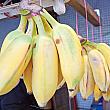 ぶら下がっているのは、台湾バナナ～♪小さめサイズだから「旦蕉」かな？？台湾で流通しているバナナは実にさまざま種類があるんです。いろいろトライしてみてはいかが？