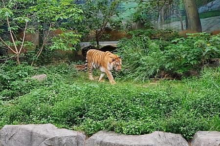 台湾の動物園は人と動物の距離が近くて、すぐ近くで見られるのも魅力のひとつ！