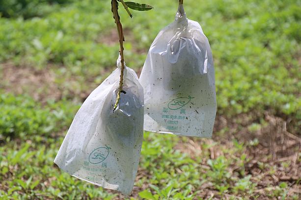 マンゴーの実には、このようにカバーがかけられ、害虫の被害にあわないよう護られています。