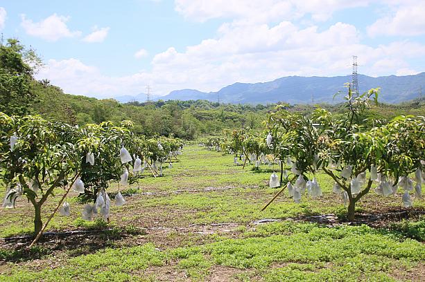 ということで、ナビは台南市玉井區のマンゴー農園にやってまいりました！台南市玉井區はマンゴーの産地として知られていて、移動中もマンゴーの木と実をたくさん見かけました。まさに「マンゴー天国や〜！」。
