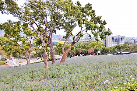 初夏が開花イメージのラベンダー「薫衣草」は2月中旬から5月初旬が台湾での花の季節。