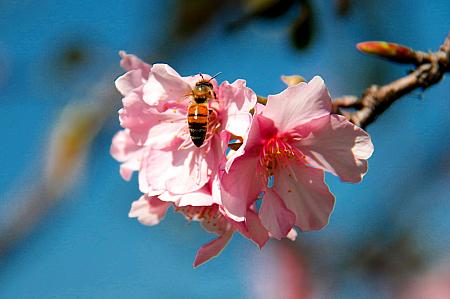 ミツバチが花の周りを気持ちよく飛び、密を吸っていました。学校の理科の授業を思い出しますね！