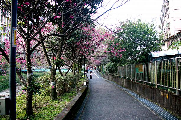 歩いてみると桜の花をけっこう近くで撮れるのですが、ここも緑が目立つかな……