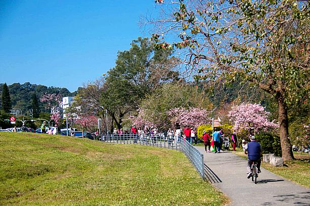 陽光運動公園は、日本の河津桜が2011年に植樹されています。そのため、木の背丈は低いですが、日本で見覚えのある桜が見られるのがいいですね。