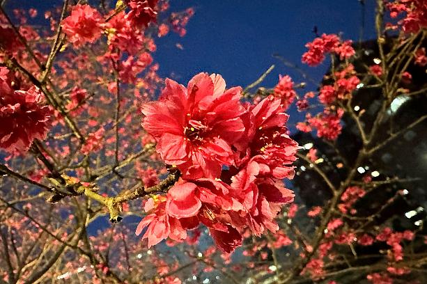 ライトの光でも、花の写真はここまで撮れました。台北市内で桜を鑑賞したい方はいかがでしょうか。