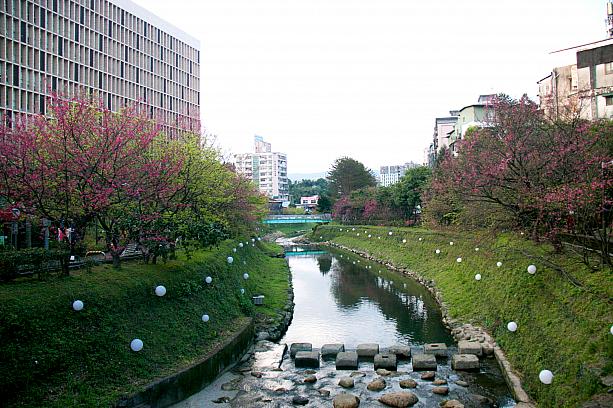 台鉄「南港」駅から區間車(各駅停車)に乗り一駅で到着する「汐科」駅の近くにある<b>康誥坑溪櫻花大道</b>は川の両側に植えられた桜が鑑賞できます。