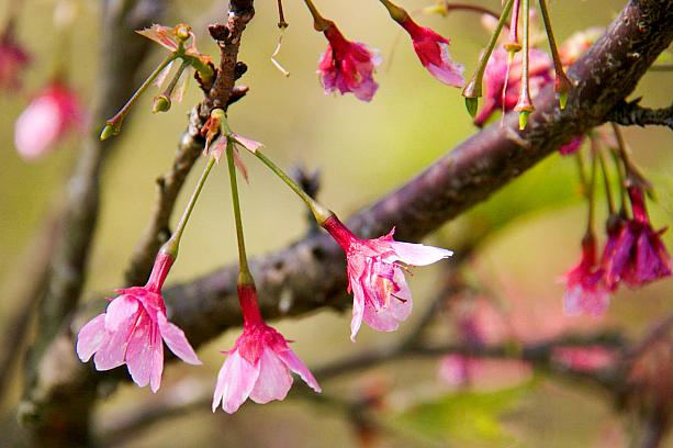 桜の花は、咲いてはいたけど、花びらにツヤとハリがなく、葉っぱが目立つ感じ。遅かったか……