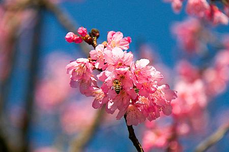 花を撮って見ましたが、陽光運動公園同様、ミツバチが飛んでくる様子が撮れました。花びらがしおれているのは仕方がないのかな……