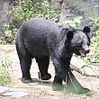 台湾黒熊(ツキノワグマ)
