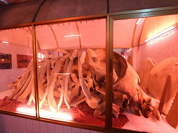 午後にやってきたのはタンタム廟。クジラの骨が祀られています