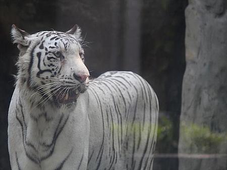 動植物園にてホワイトタイガーと写真撮影イベント開催中動植物園