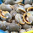 ベトナムは何よりも貝の種類が豊富！