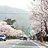 写真で見る慶州の桜