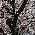 写真で見る釜山の桜（2010年版）