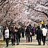 さくら～、さくら～♪汝矣島の桜が、いよいよ満開！