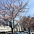 【プチ桜】国立中央医療院の桜