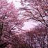 【プチ桜】南山のハイキングコースにはみごとな桜が！