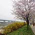 【プチ桜】クムチョン区庁＋安養川の桜