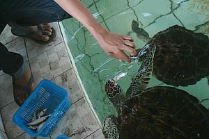 バリ島カメの壁掛け30年物 バリ島カメの壁掛け30年物