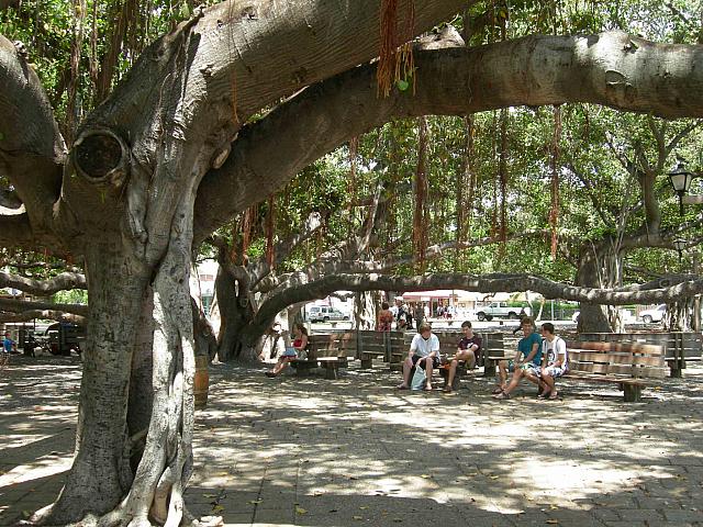 アメリカで一番高いバニヤンの木 マウイ島 ザ バニヤン ツリー ハワイナビ