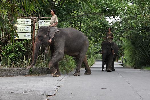 一般道歩いてショーに向かう象と遭遇。