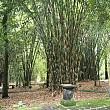 竹園の大きな竹株。