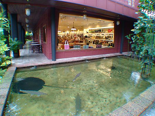 タイシルク製品の店の横には大きな淡水のエイが泳いでいます。